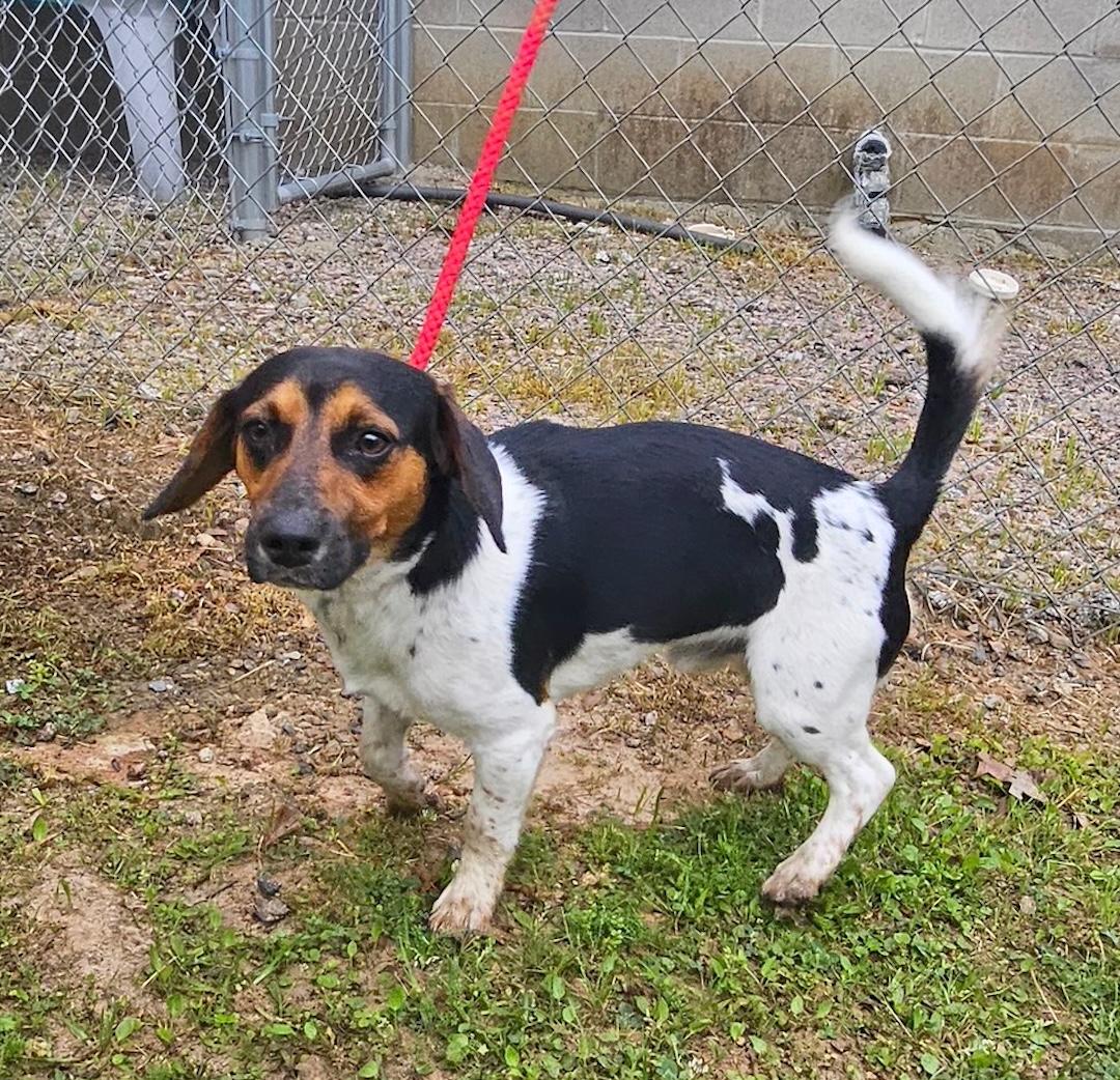 Cosmo, a ADOPTABLE mixed breed in Tomball, TX image 2/4