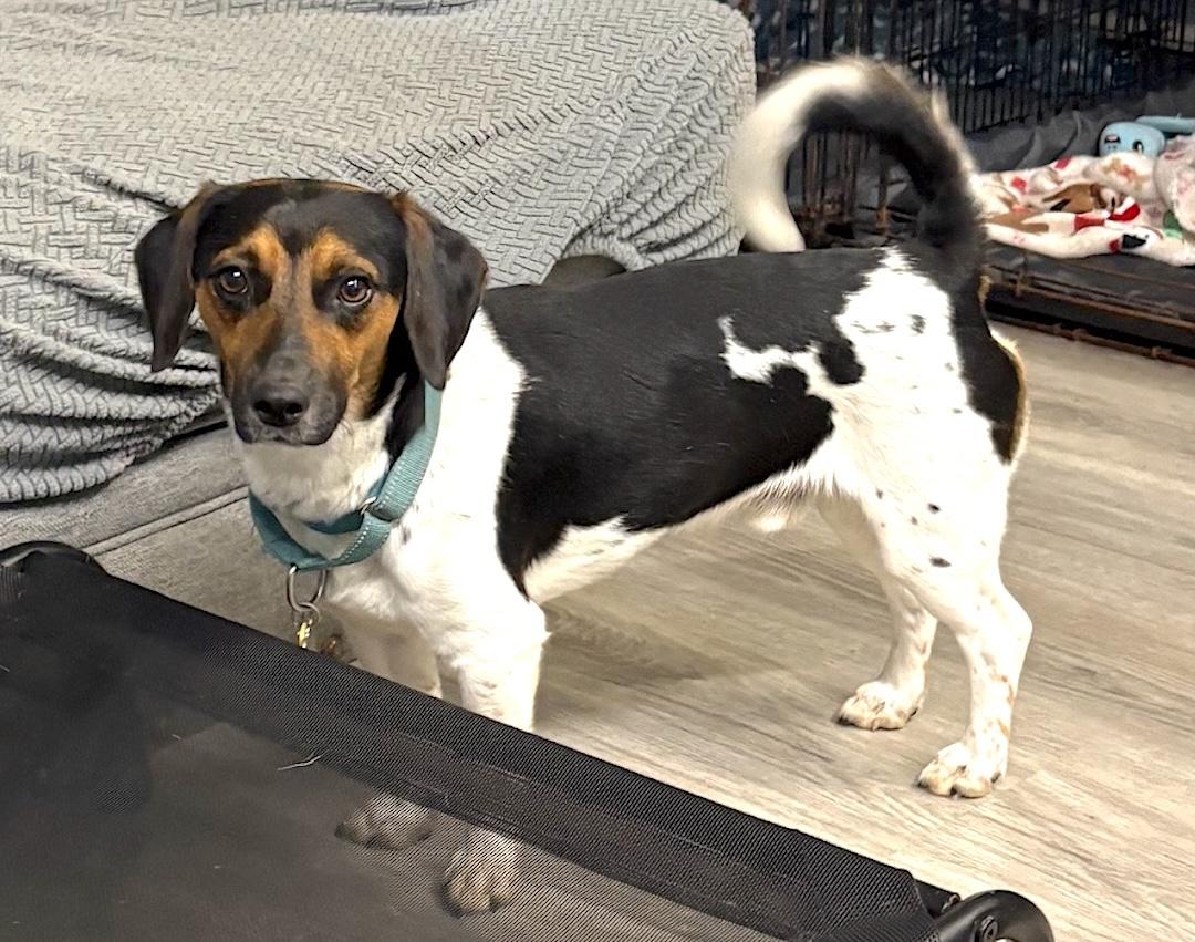 Cosmo, a ADOPTABLE mixed breed in Tomball, TX image 4/4