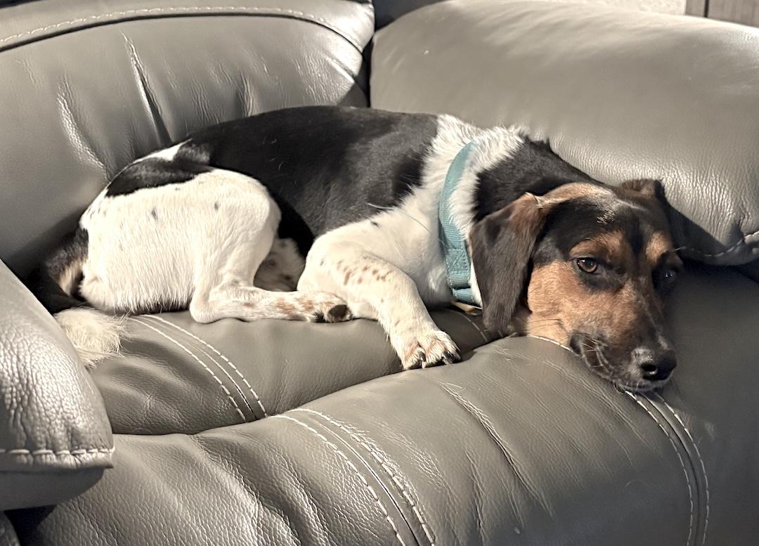 Cosmo, a ADOPTABLE mixed breed in Tomball, TX image 3/4
