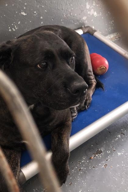 Kara - 3, Adoptable, Adult Female Labrador Retriever & Mixed Breed.