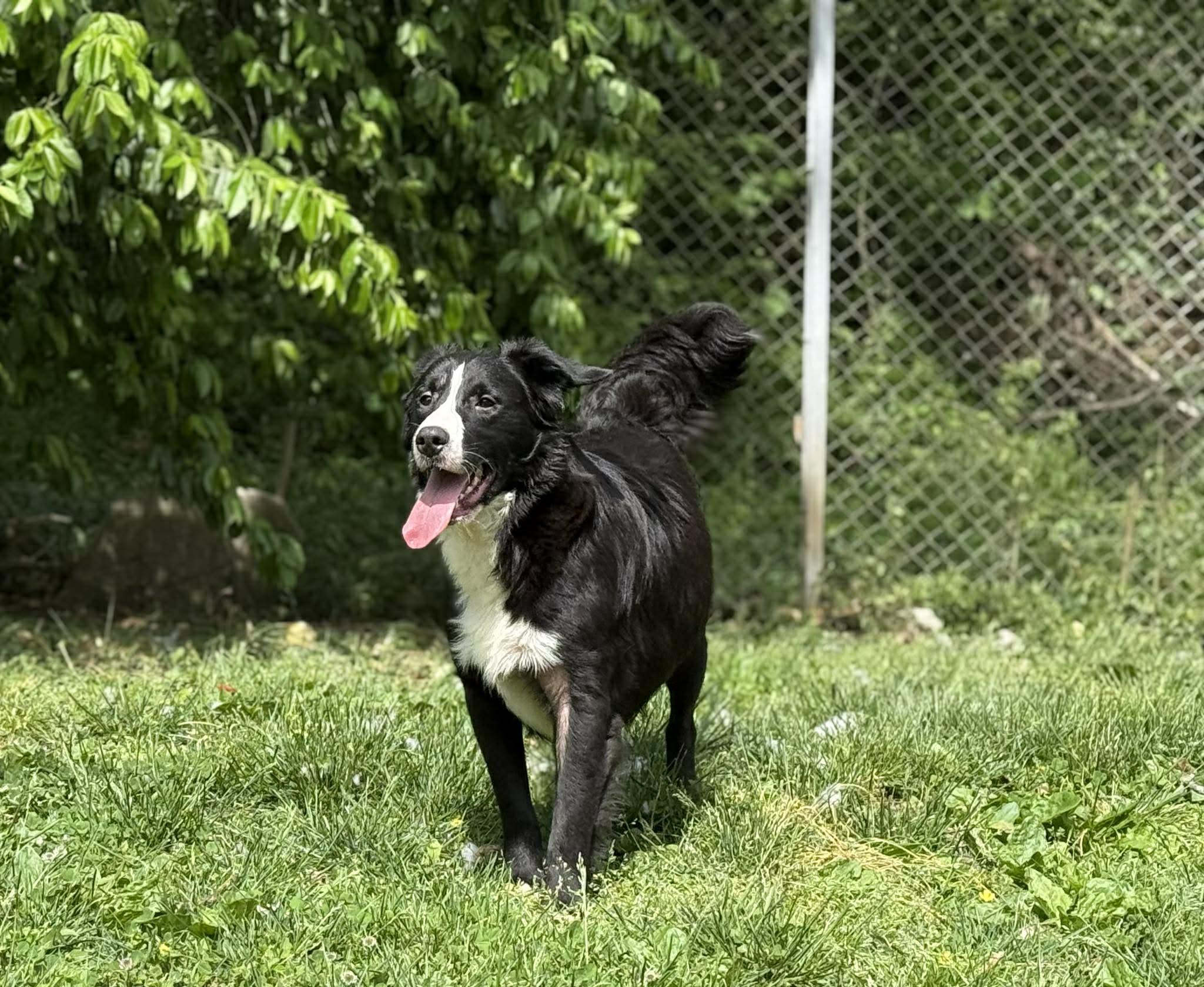 Enlarge Marian, a ADOPTABLE mixed breed in Leitchfield, KY image 3/6