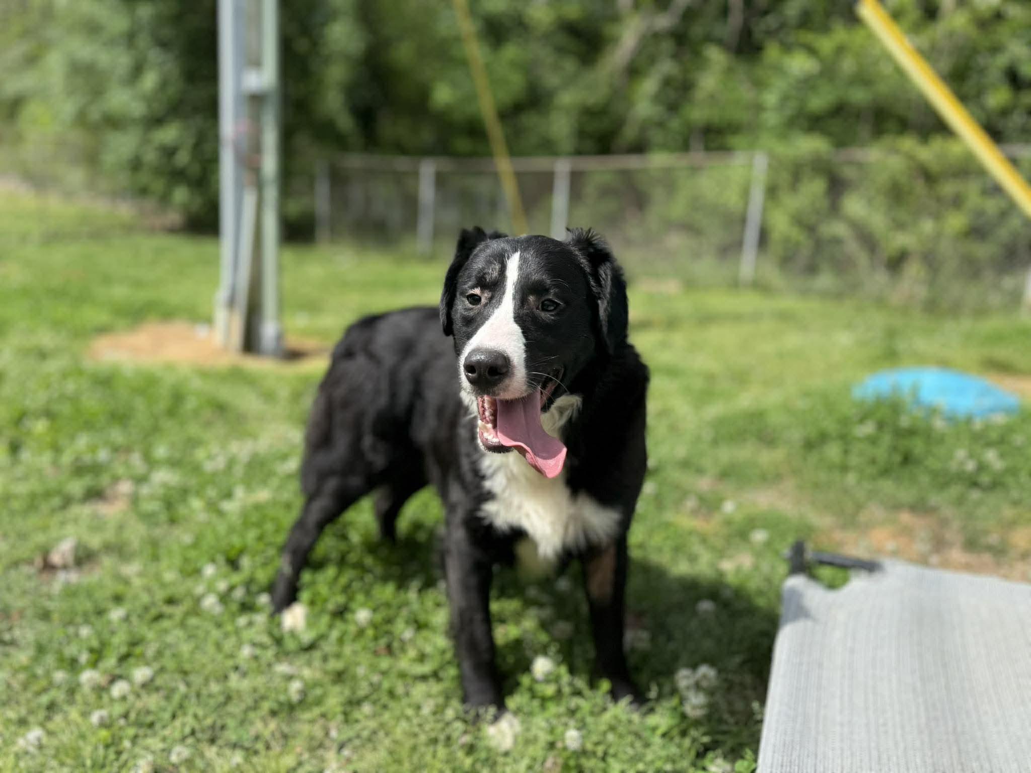 Enlarge Marian, a ADOPTABLE mixed breed in Leitchfield, KY image 1/6