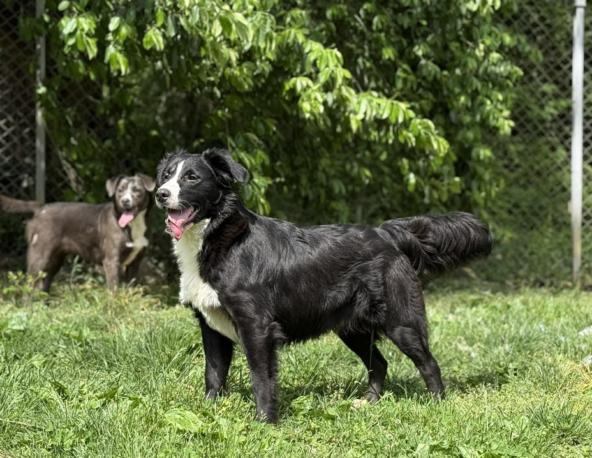 Enlarge Marian, a ADOPTABLE mixed breed in Leitchfield, KY image 2/6