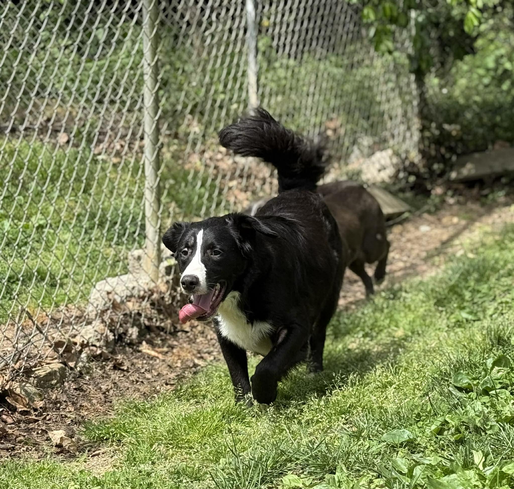 Enlarge Marian, a ADOPTABLE mixed breed in Leitchfield, KY image 4/6