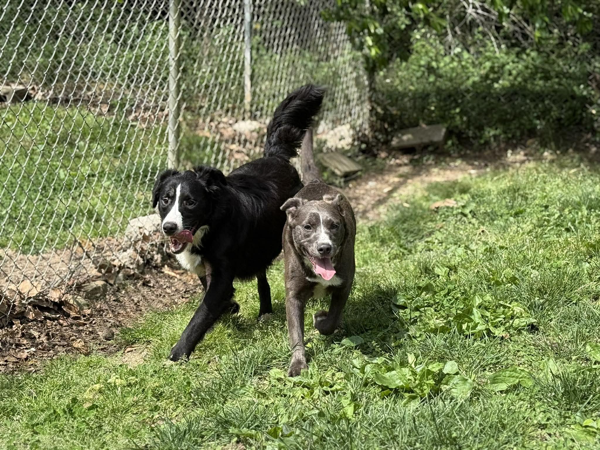 Enlarge Marian, a ADOPTABLE mixed breed in Leitchfield, KY image 5/6