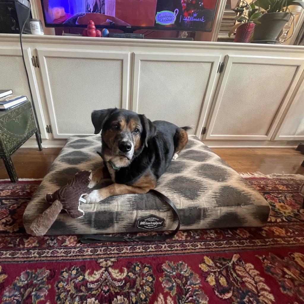 Kiko, Adoptable, Senior Male Beagle & Australian Shepherd.