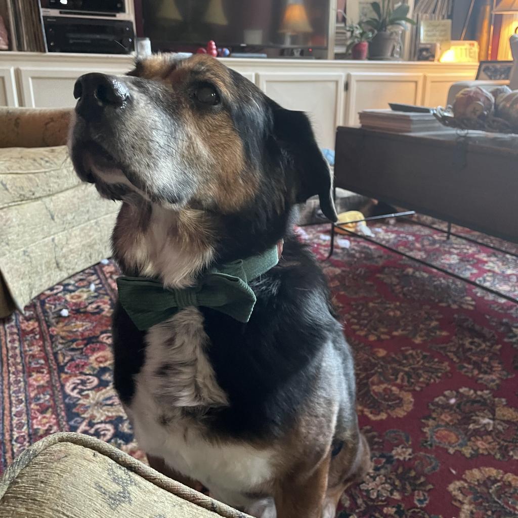 Kiko, Adoptable, Senior Male Beagle & Australian Shepherd.