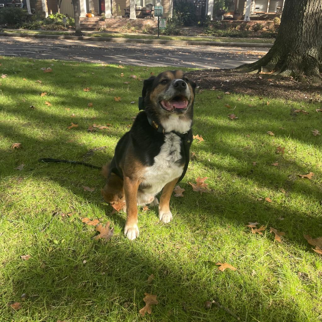 Enlarge Kiko, a Adoptable mixed breed in Bartlett, TN image 2/6