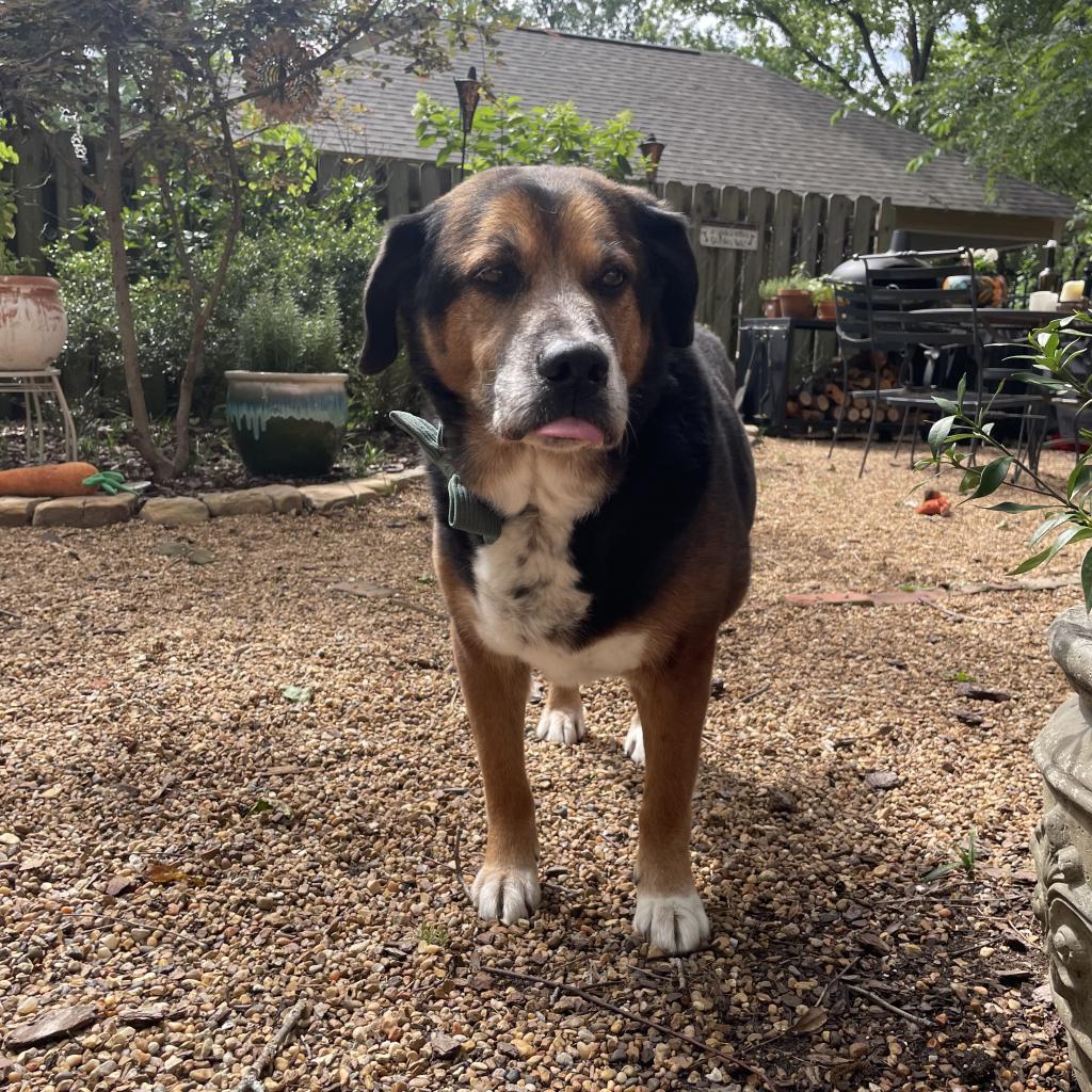 Enlarge Kiko, a Adoptable mixed breed in Bartlett, TN image 4/6