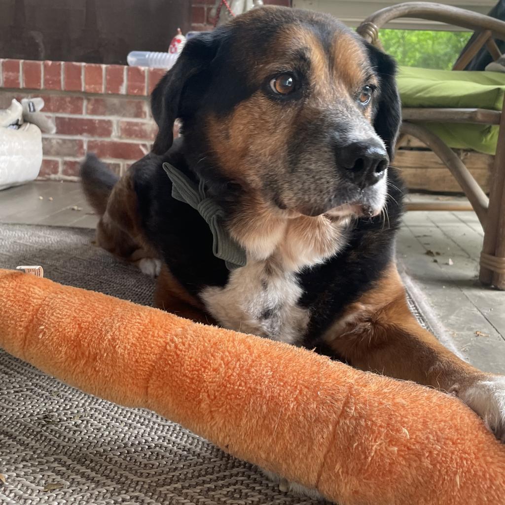 Enlarge Kiko, a Adoptable mixed breed in Bartlett, TN image 5/6