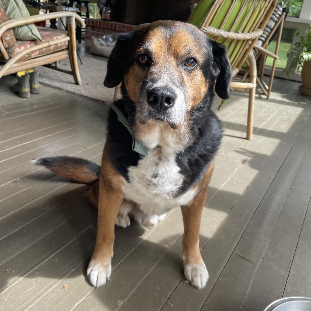 Enlarge Kiko, a Adoptable mixed breed in Bartlett, TN image 6/6