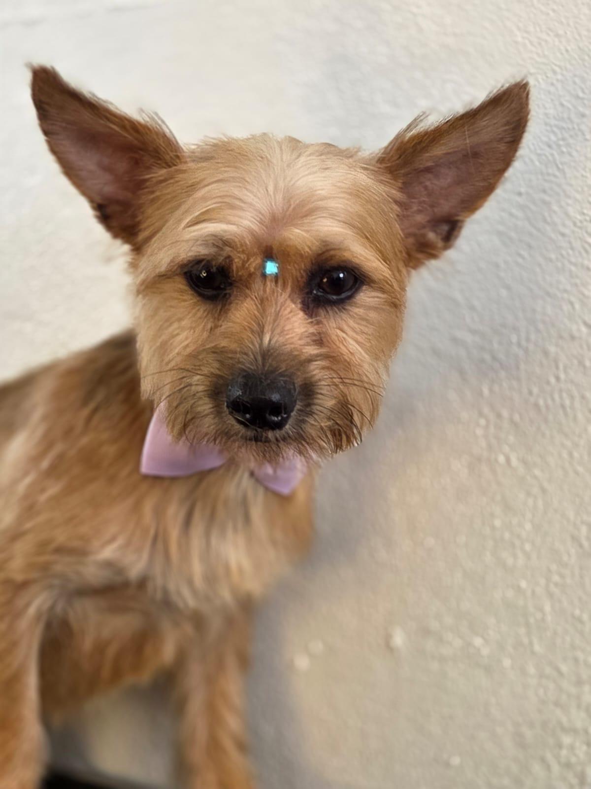 Enlarge Gustavo, a Adoptable mixed breed in Baltimore, MD image 3/6