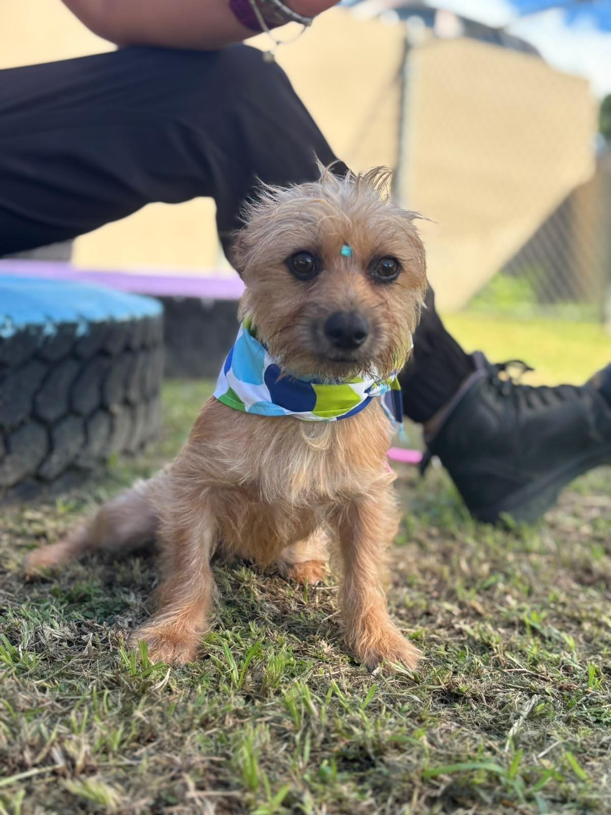 Enlarge Gustavo, a Adoptable mixed breed in Baltimore, MD image 5/6