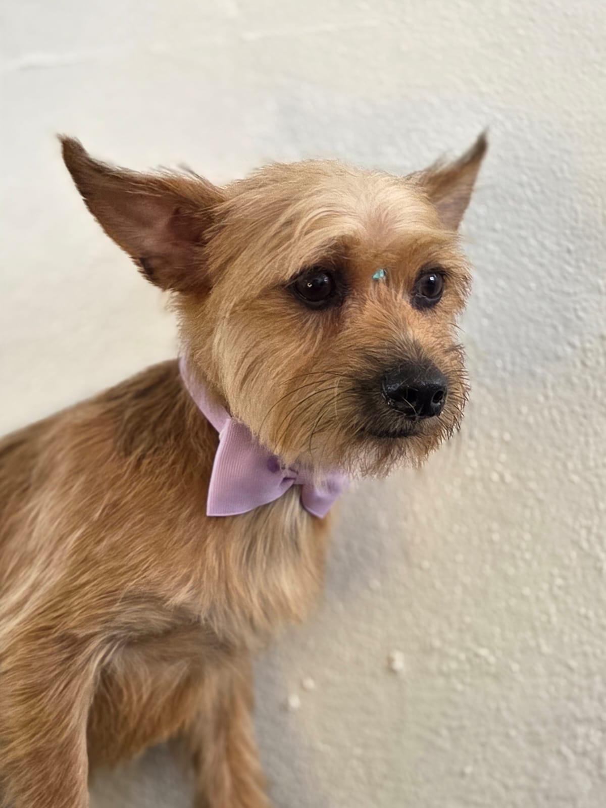 Enlarge Gustavo, a Adoptable mixed breed in Baltimore, MD image 2/6