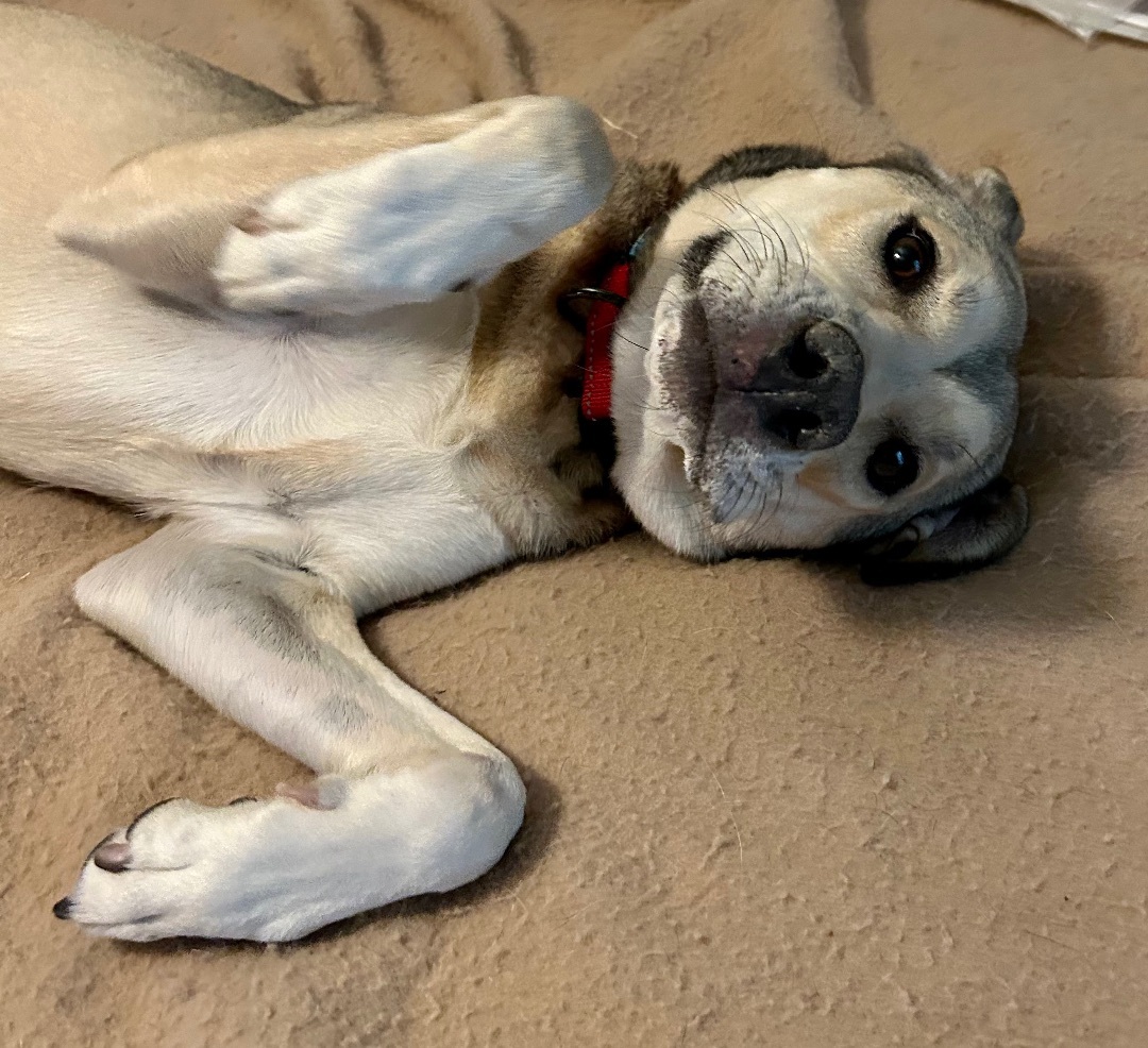 Enlarge Tilly, a Adoptable mixed breed image 1/6