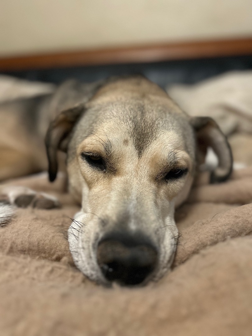 Enlarge Tilly, a Adoptable mixed breed image 2/6