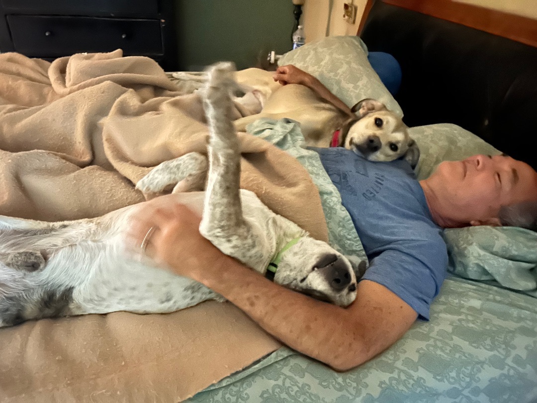 Enlarge Tilly, a Adoptable mixed breed image 3/6