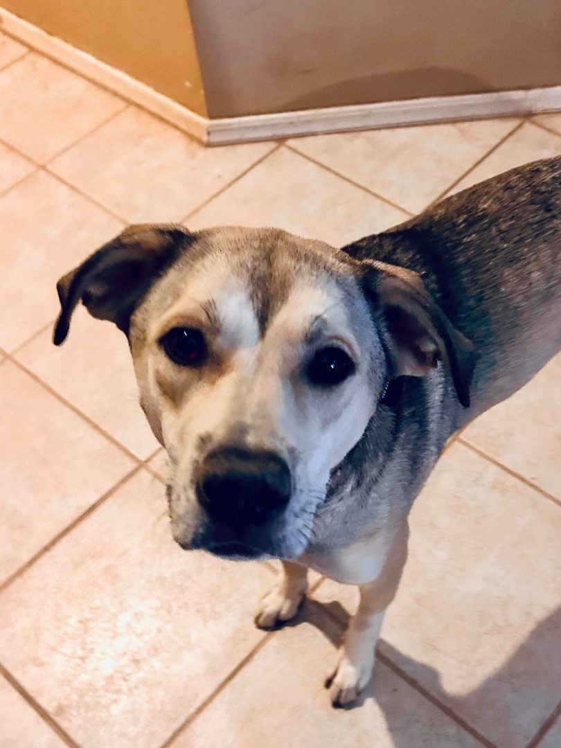 Enlarge Tilly, a Adoptable mixed breed image 4/6