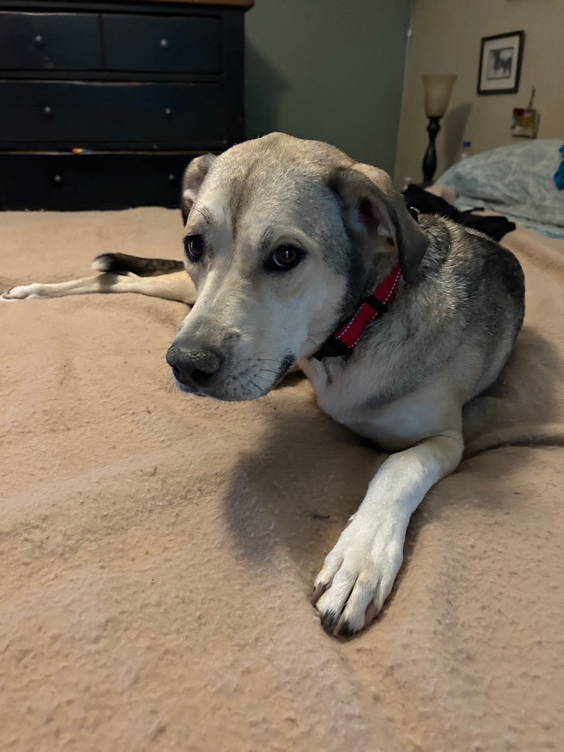 Enlarge Tilly, a Adoptable mixed breed image 5/6