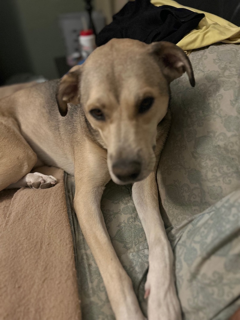 Enlarge Tilly, a Adoptable mixed breed image 6/6