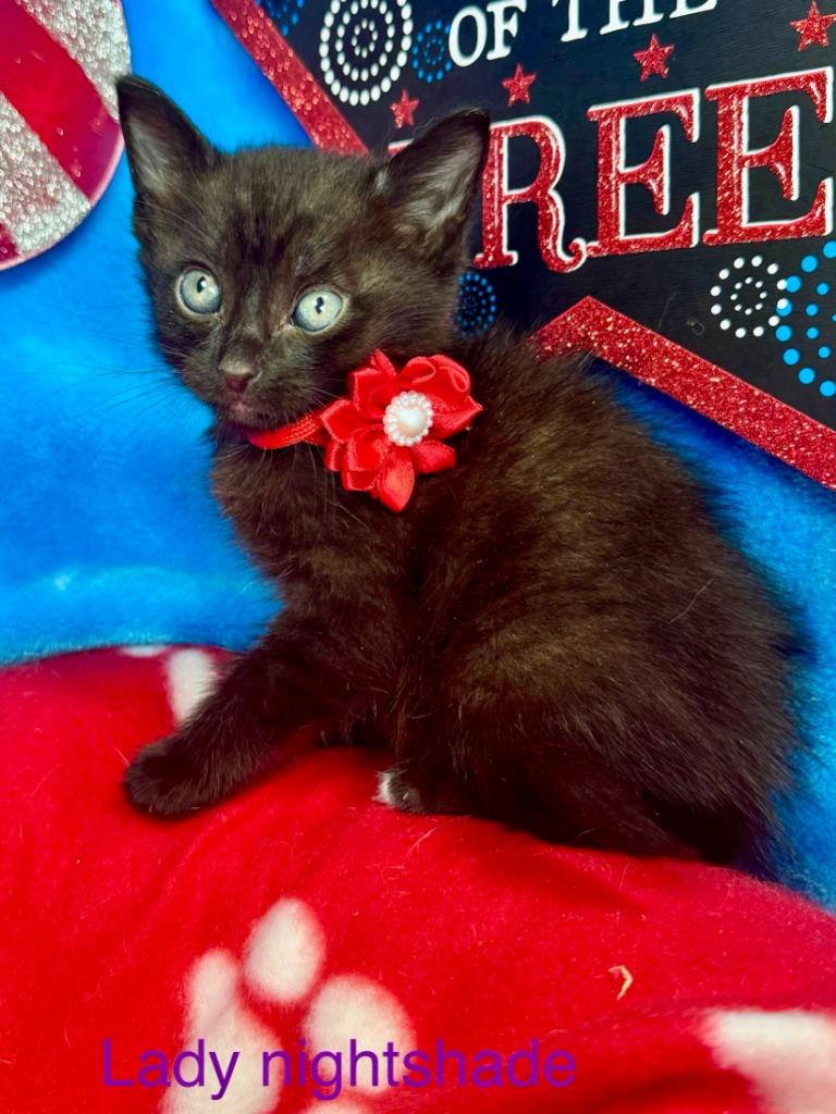 Lady Nightshade, Adoptable, Young Female Domestic Short Hair.