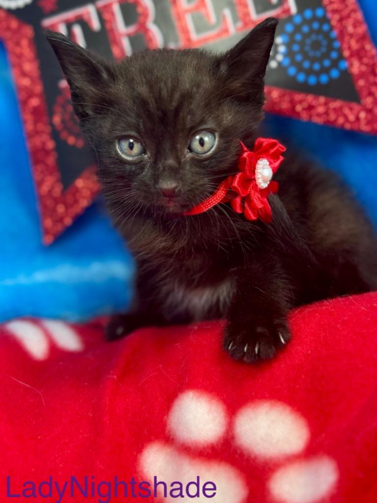 Lady Nightshade, a Adoptable mixed breed in New Braunfels, TX image 2/2