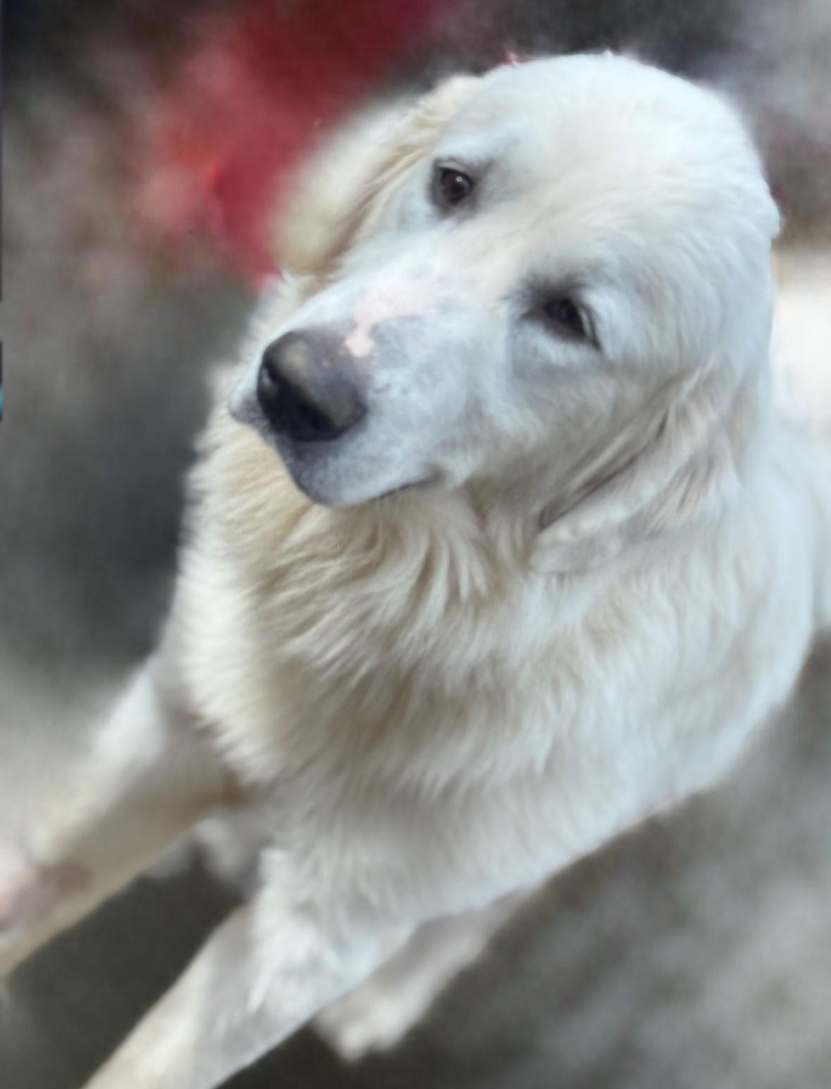 Benny (Great, Gentle Family Dog), ADOPTABLE, Young Male Great Pyrenees & Golden Retriever.
