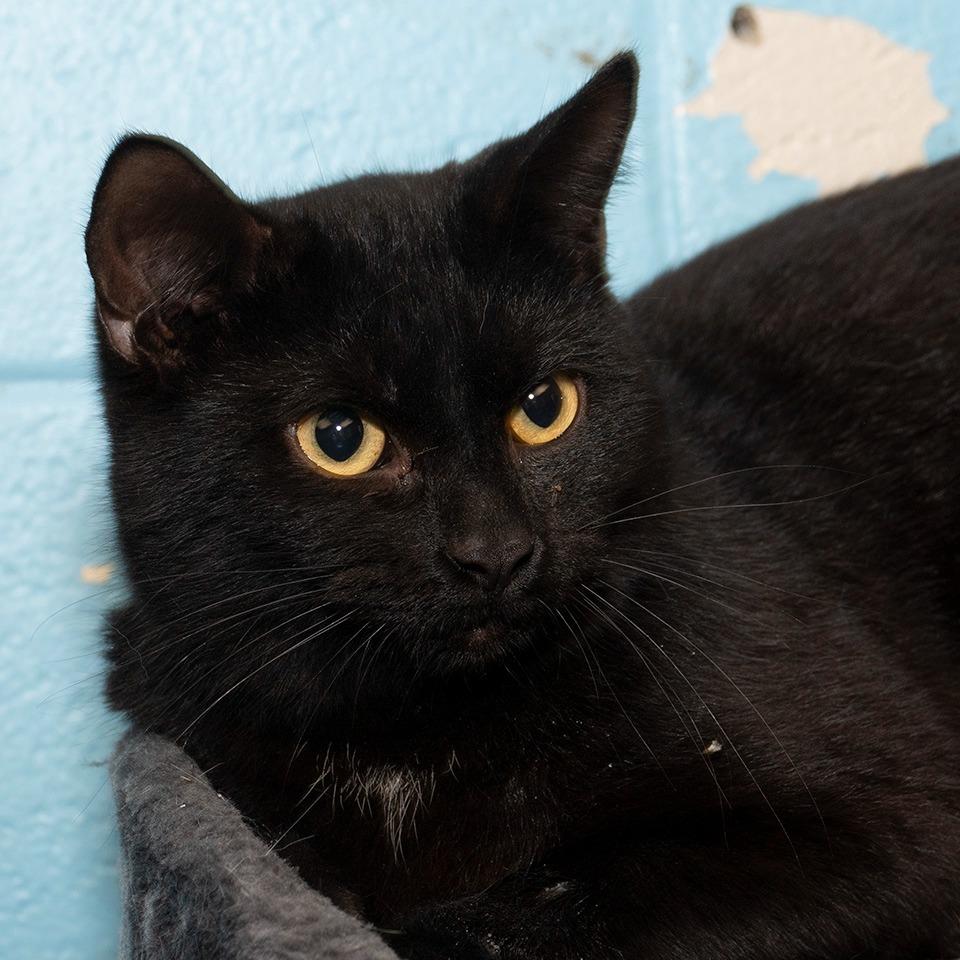 Enlarge Jasper, a Adoptable Domestic Short Hair in Troy, OH image 1/2