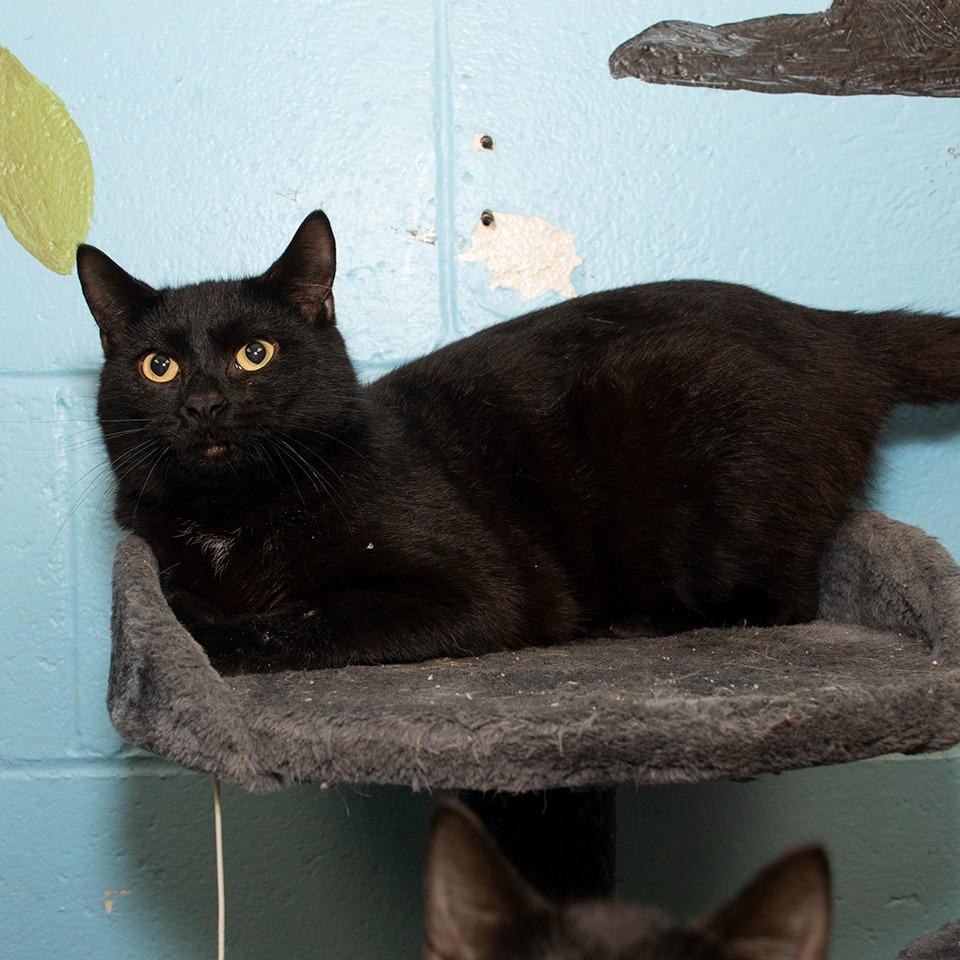 Enlarge Jasper, a Adoptable Domestic Short Hair in Troy, OH image 2/2