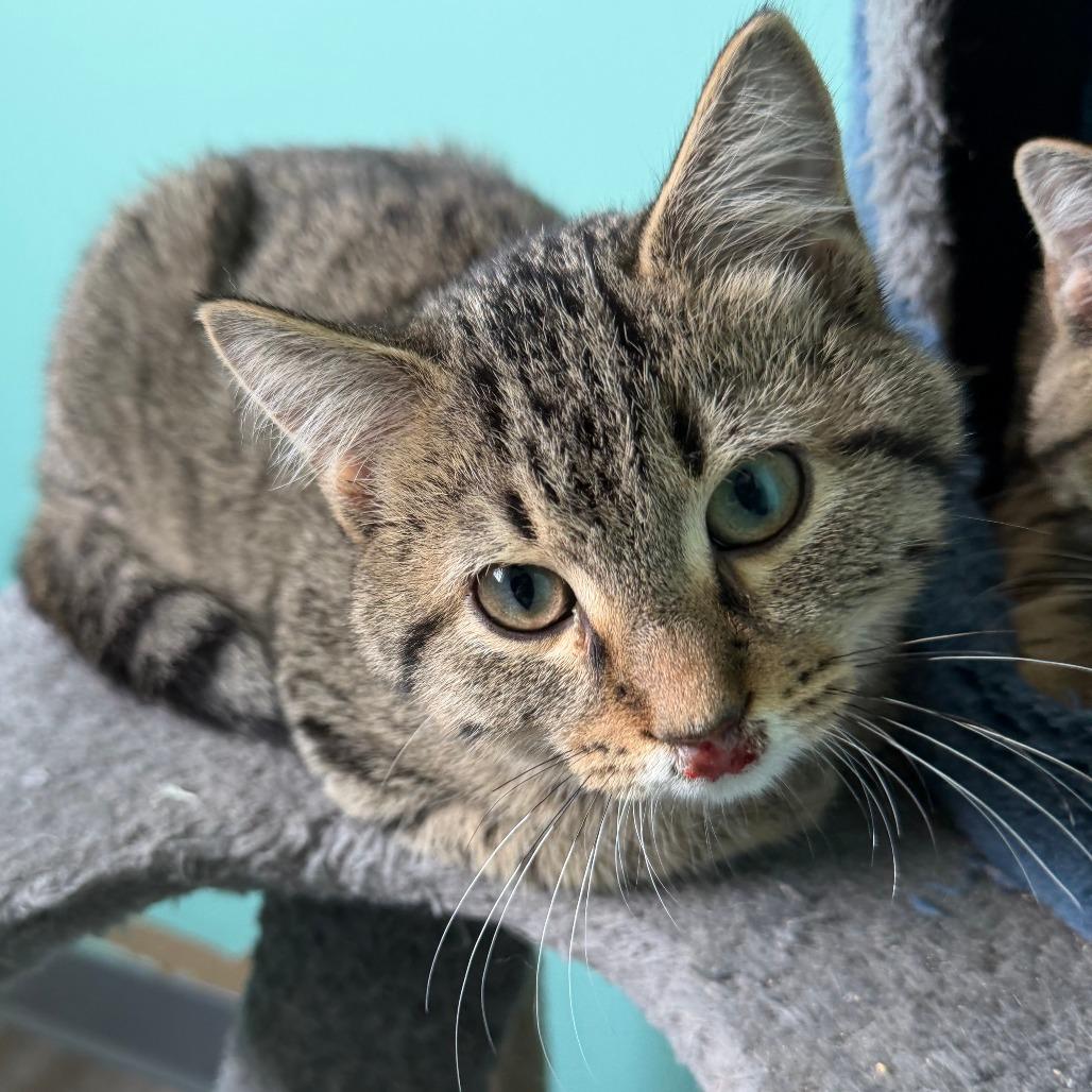 Louie, a Adoptable Domestic Short Hair in Marion, VA image 1/2