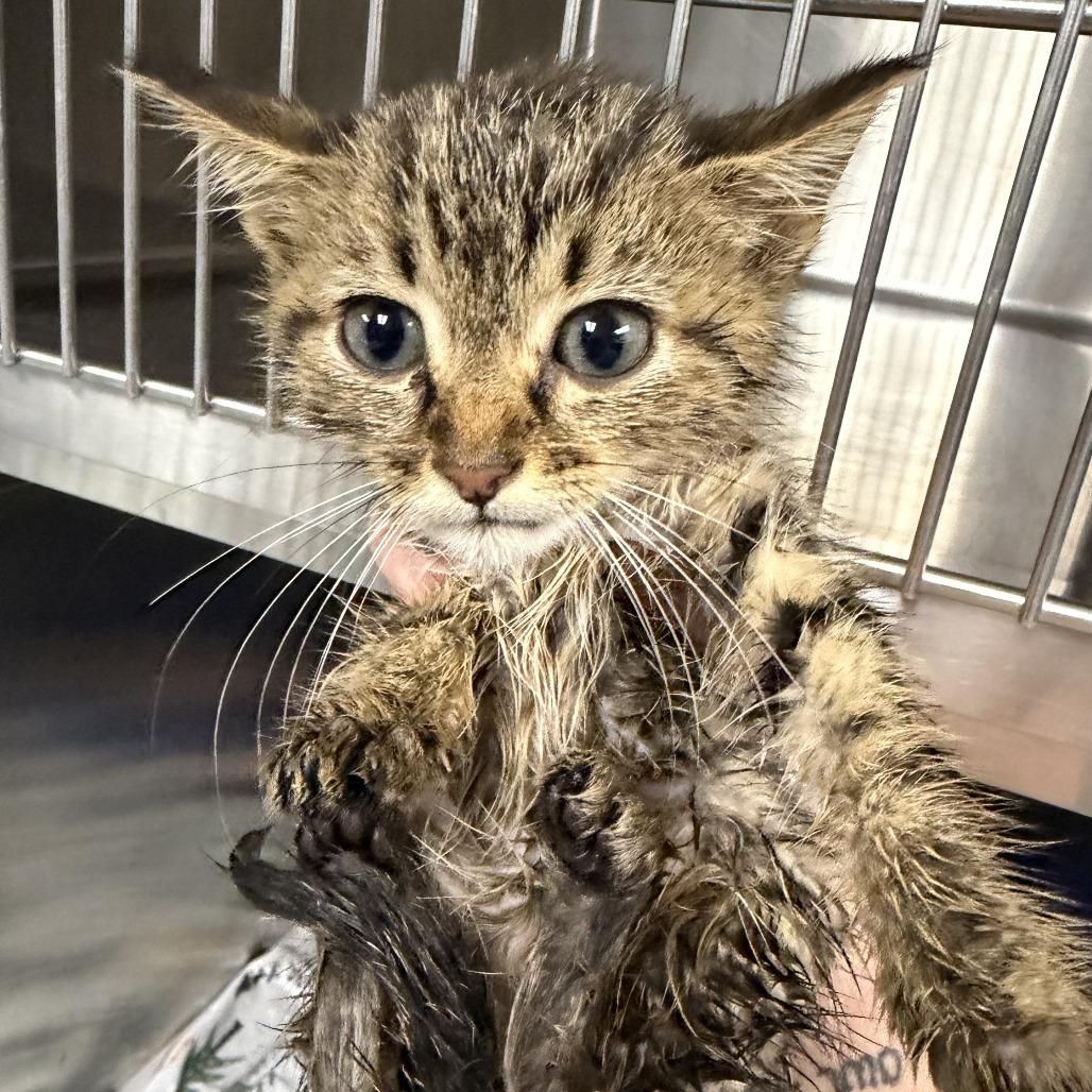 Louie, a Adoptable Domestic Short Hair in Marion, VA image 2/2