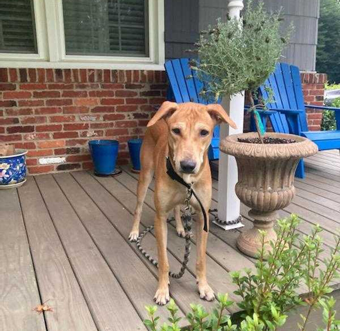 Chimmu (Courtesy Post), Adoptable, Young Male Retriever.