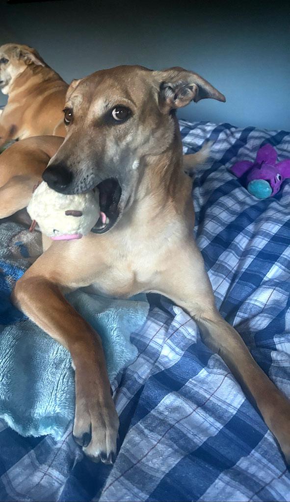 Chimmu (Courtesy Post), Adoptable, Young Male Retriever.