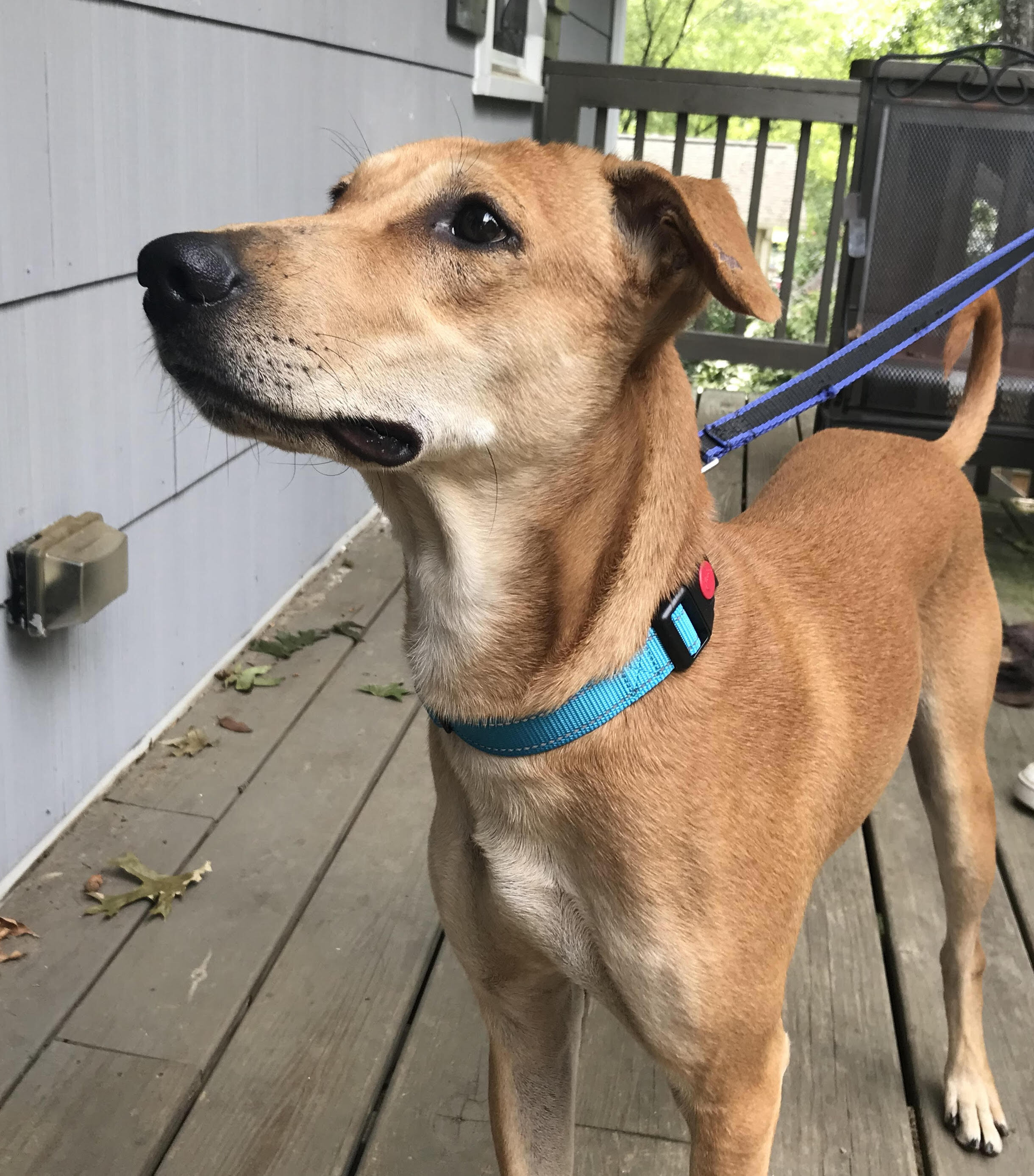 Chimmu (Courtesy Post), a Adoptable mixed breed in Bowie, MD image 2/12