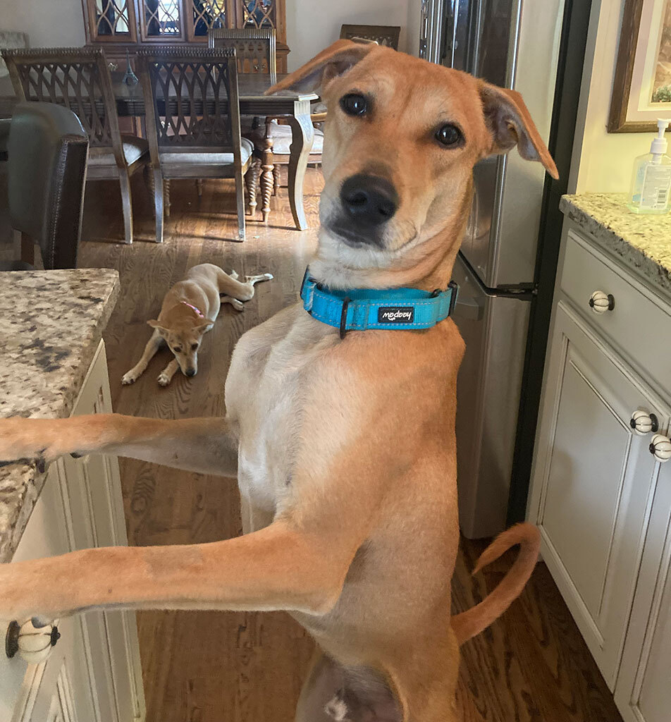 Chimmu (Courtesy Post), a Adoptable mixed breed in Bowie, MD image 3/12