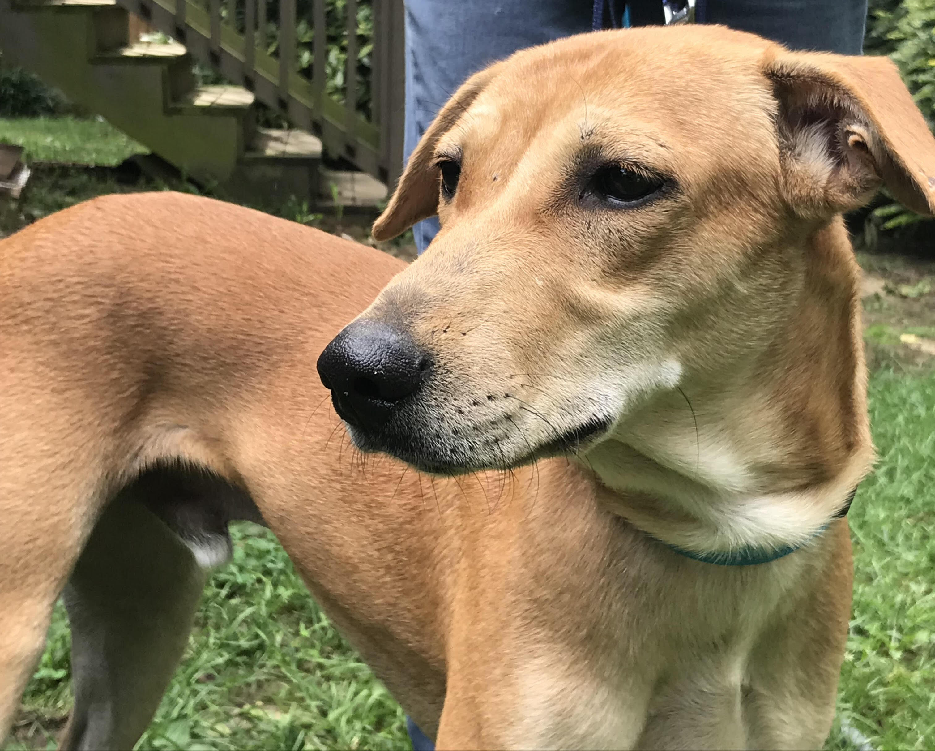 Chimmu (Courtesy Post), Adoptable, Young Male Retriever.