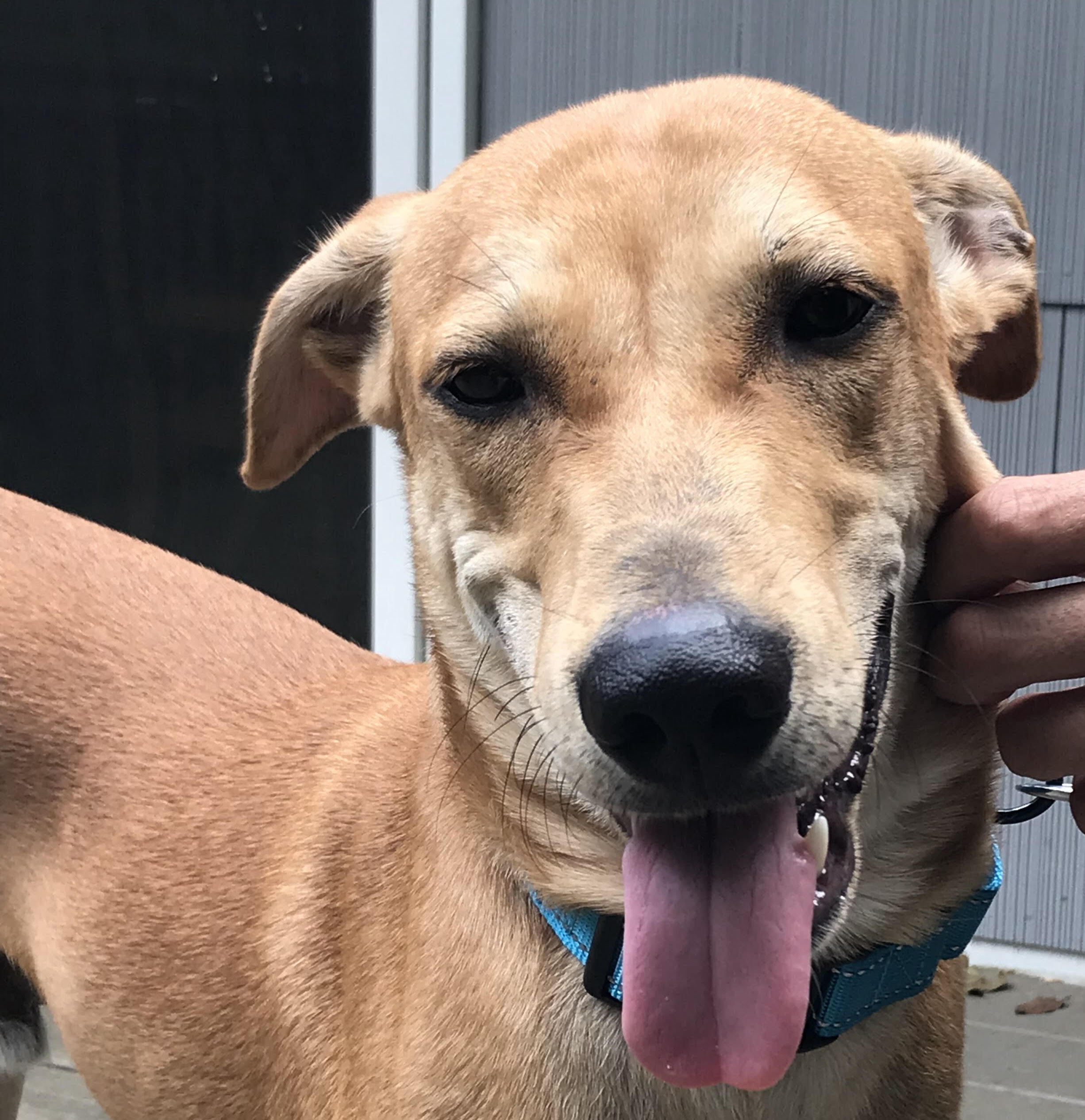 Chimmu (Courtesy Post), a Adoptable mixed breed in Bowie, MD image 5/12