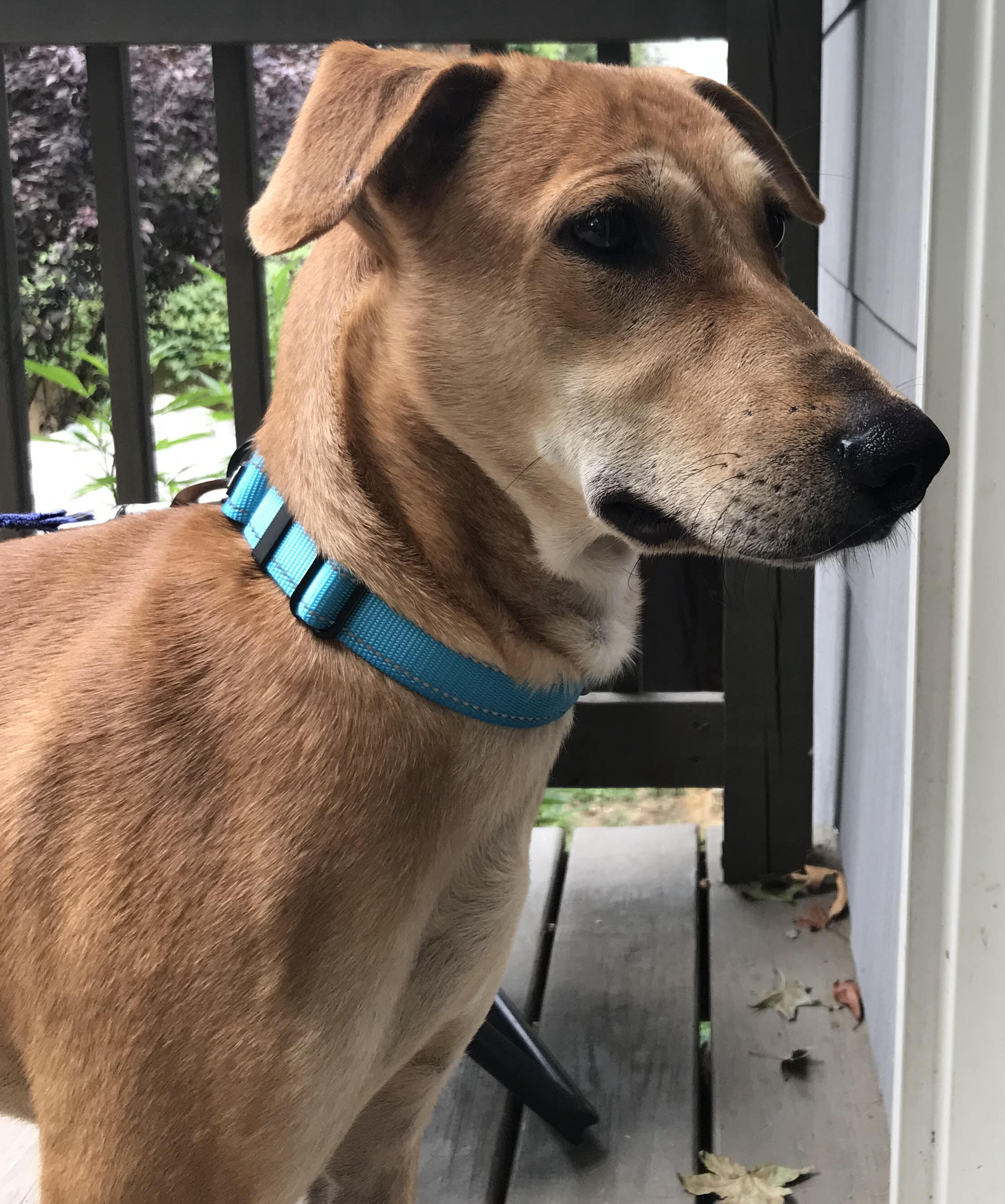 Chimmu (Courtesy Post), a Adoptable mixed breed in Bowie, MD image 6/12