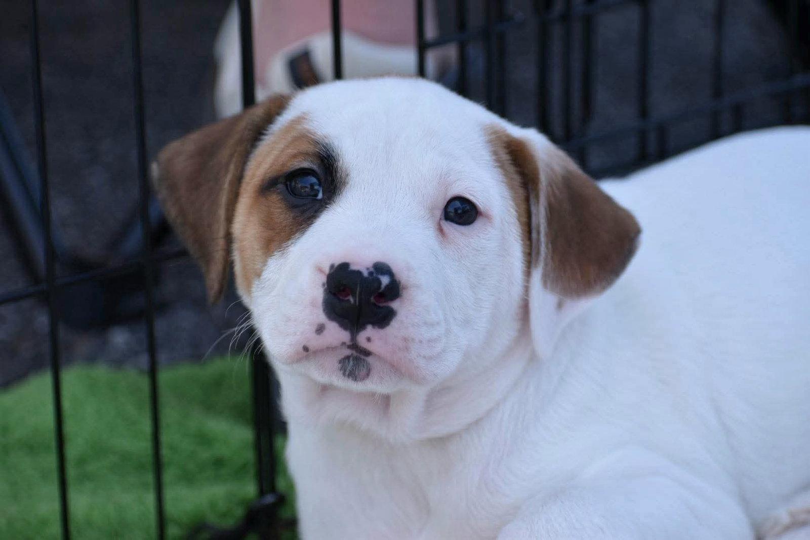 Enlarge Petunia, a Adoptable mixed breed in Auburn, GA image 1/3