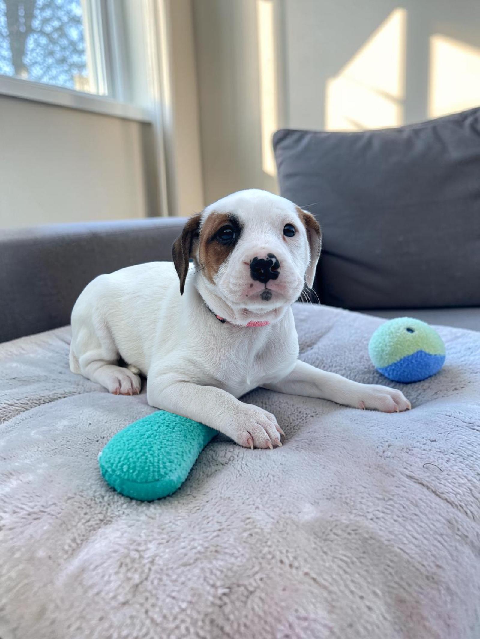 Petunia, Adoptable, Puppy Female American Bulldog & Bluetick Coonhound.