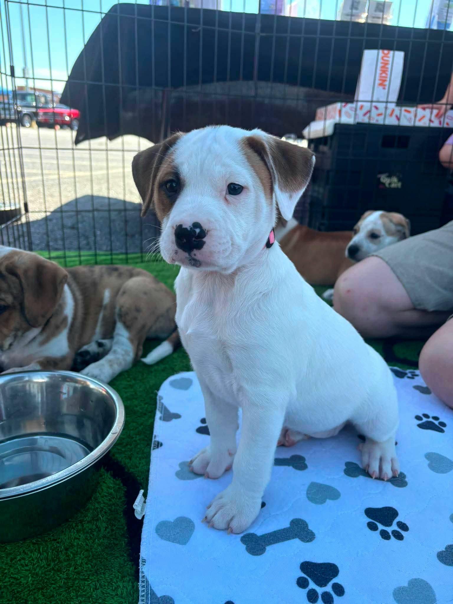 Enlarge Petunia, a Adoptable mixed breed in Auburn, GA image 3/3