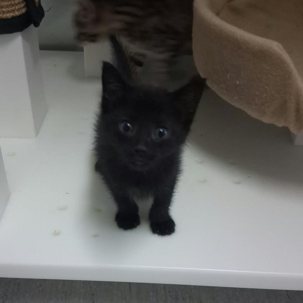 Enlarge Noodle, a Adoptable Domestic Short Hair in Elizabeth City, NC image 1/1