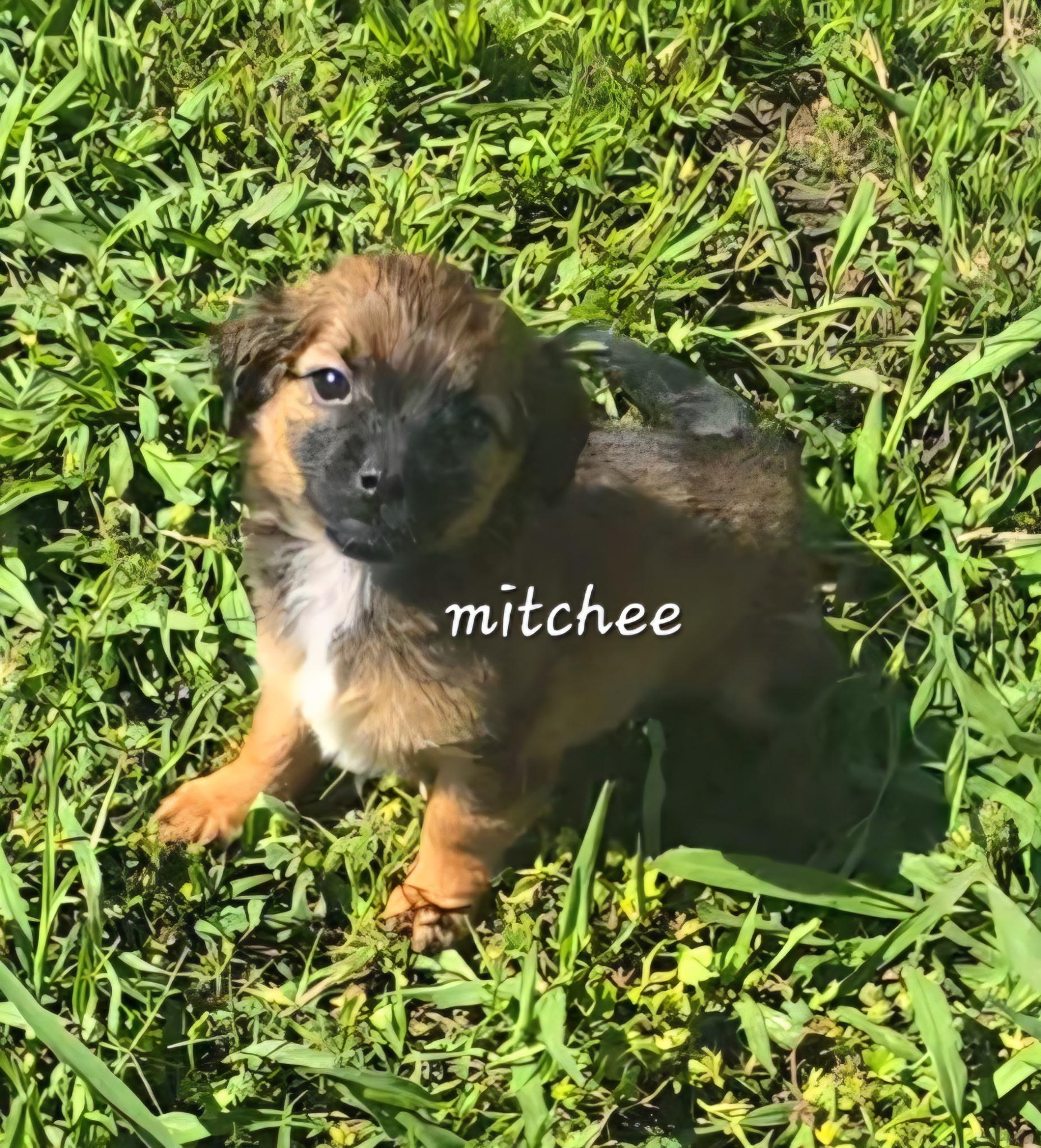 Mitchee, ADOPTABLE, Puppy Male Chiweenie.