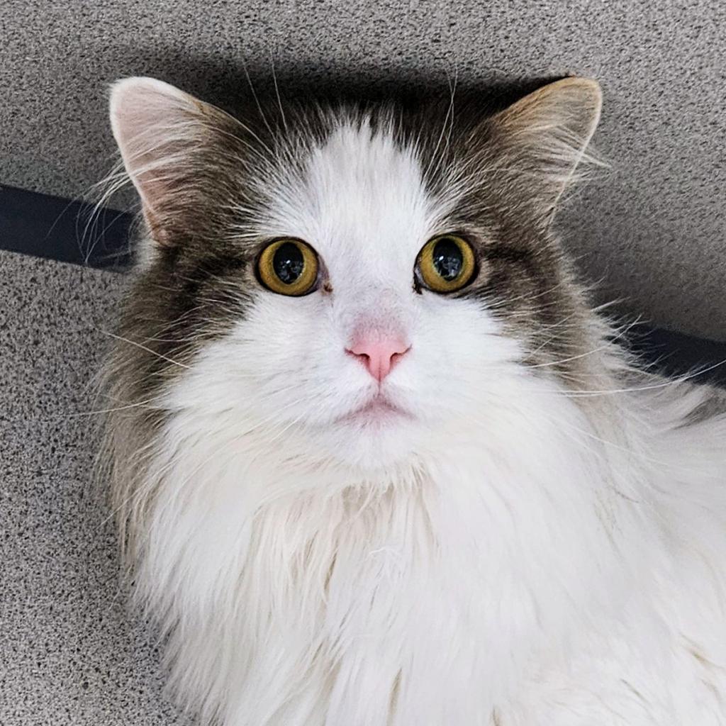 Cupcake, Adoptable, Senior Female Domestic Long Hair.