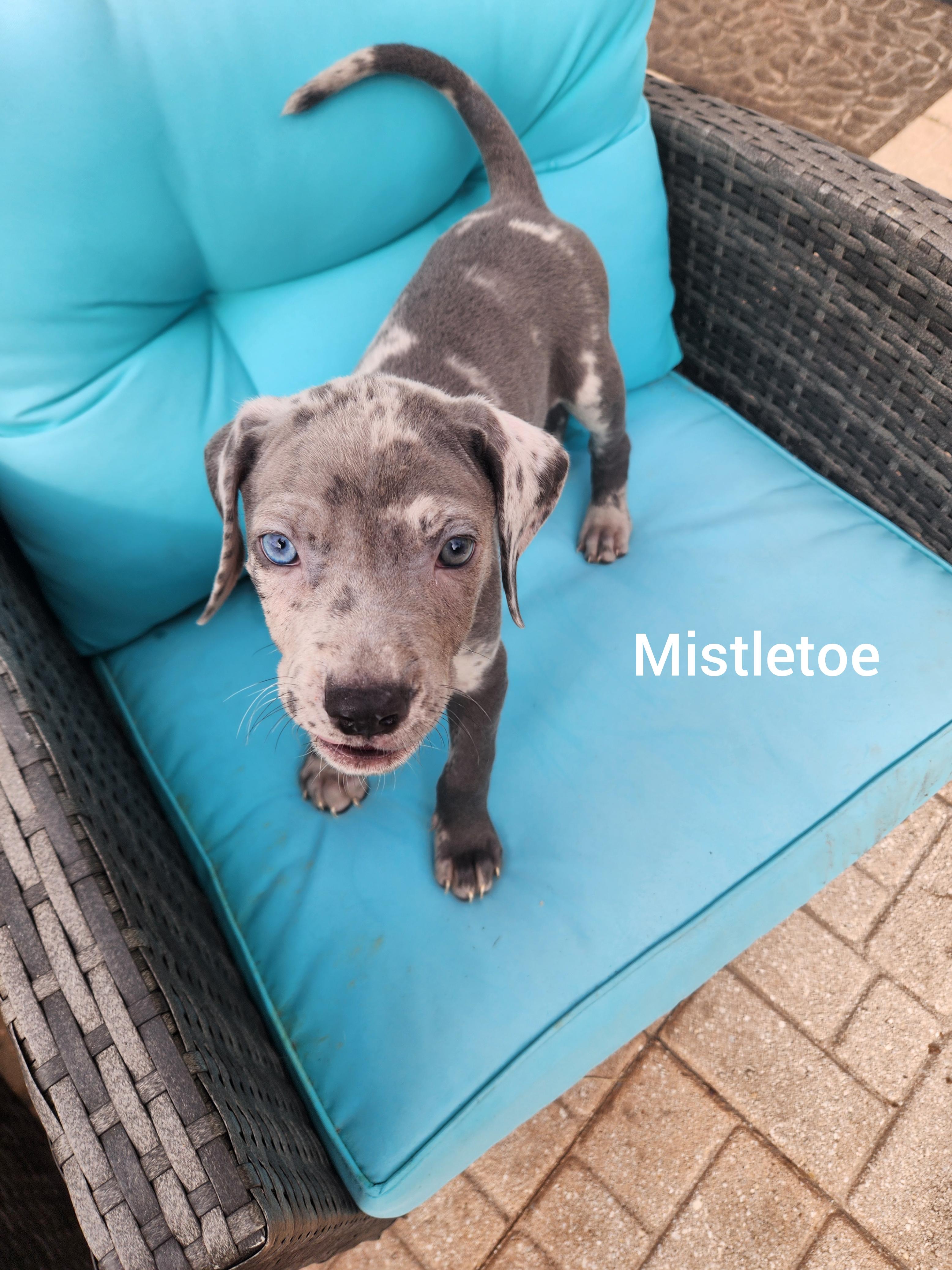 Mistletoe thumbnail 4