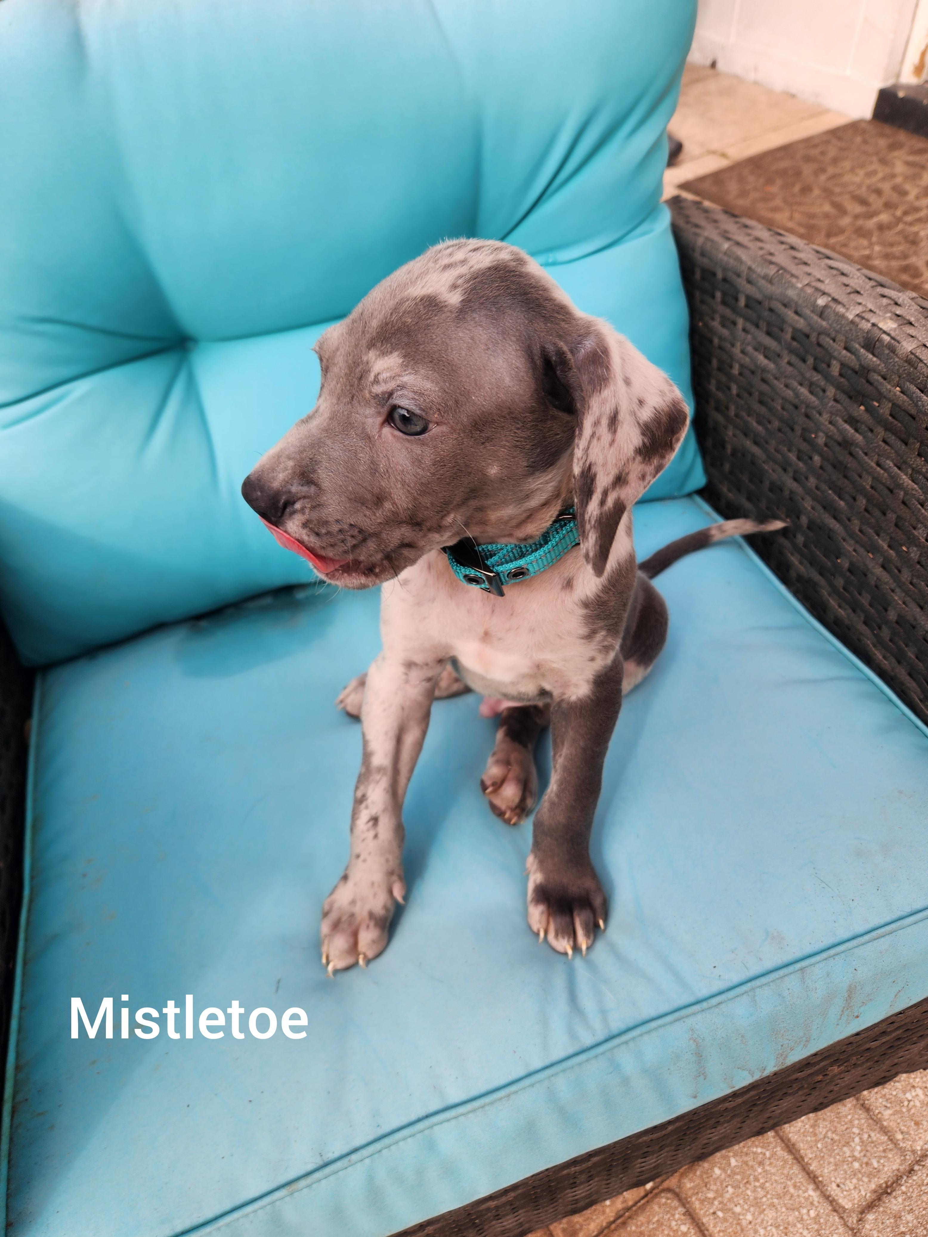 Mistletoe thumbnail 2