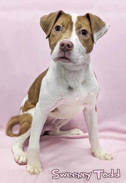 Sweeney Todd, Adoptable, Puppy Male Terrier & Mixed Breed.