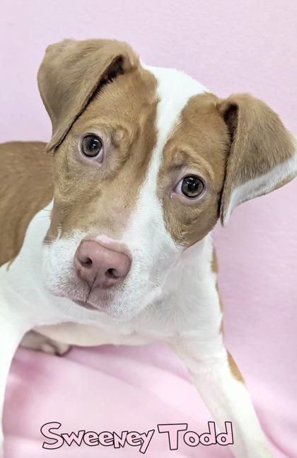 Enlarge Sweeney Todd, a Adoptable mixed breed in Mason, MI image 2/2