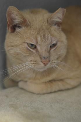Enlarge Armand, a Adoptable mixed breed in Fallston, MD image 1/2