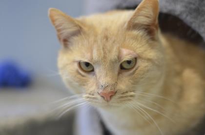 Enlarge Armand, a Adoptable mixed breed in Fallston, MD image 2/2